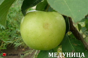 medunica