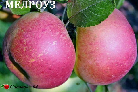 melrouz