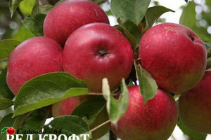 red kroft