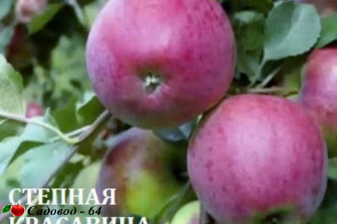 stepnaya krasavica