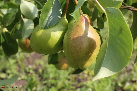 chudesnica