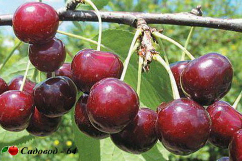 ivanovna