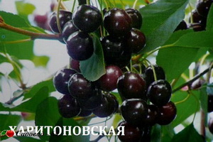 haritonovskaya