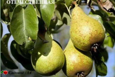 otechestvennaya