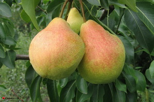 pamyati-yakovleva