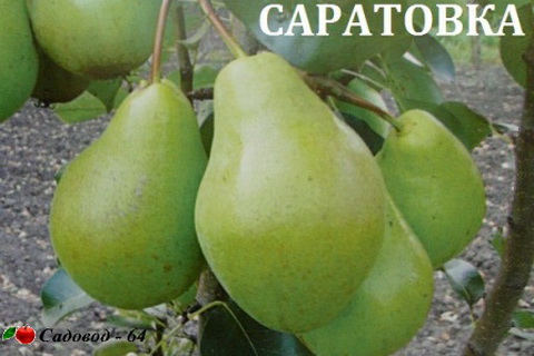 saratovka