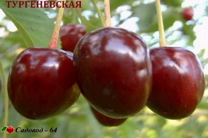 turgenevskaya