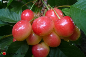 uliya