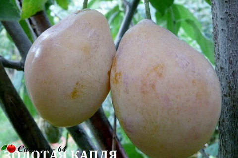 zolotaya kaplya
