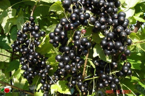 bagira