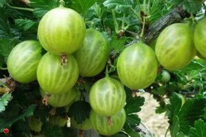 berill
