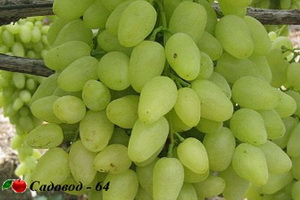 dolgozdannyi