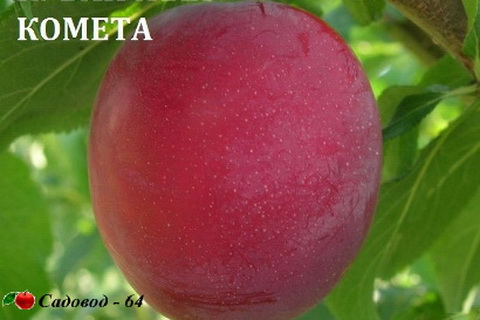 alycha-kubanskaya-kometa