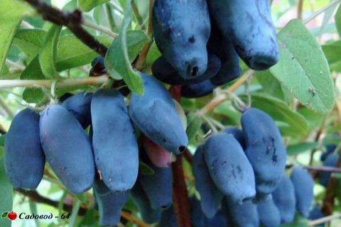 lakomka