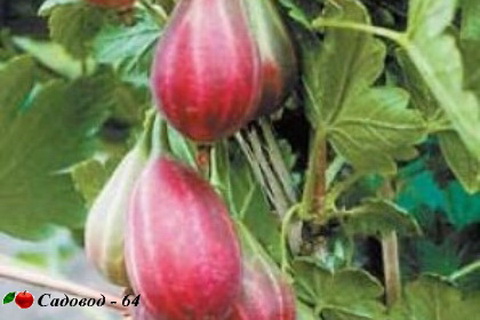 serenada