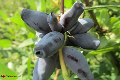 sinyaya-ptitsa-1