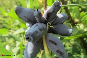 sinyaya-ptitsa-1