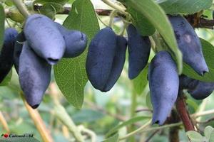 ugana