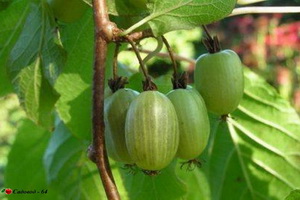 aktinidiya-primorskaya