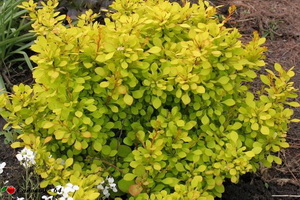 barbaris-bonanza-gold