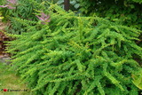 barbaris-grin-karpet.1