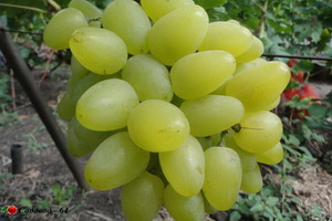 bazhena