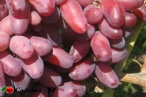 izuminka