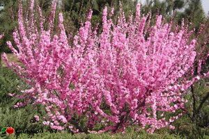 mindal-trehlopastyi