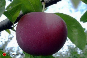 sharafuga