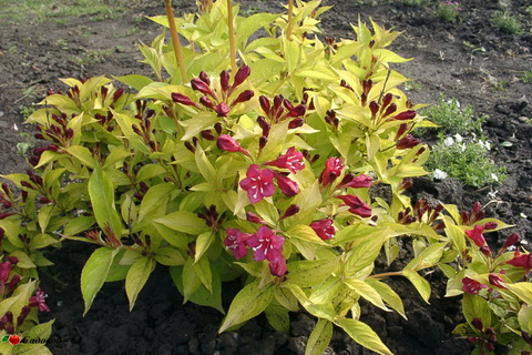 vejgela-zolotistaya.1