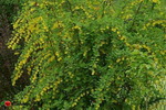 barbaris-obyknovennyj