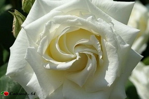 bianco