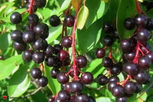 cheremuha-kolorata2