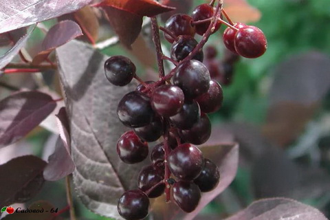 cheremuha-shubert