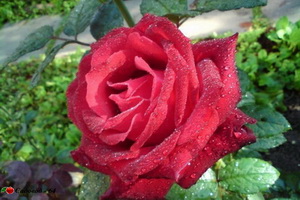 Grand_galla