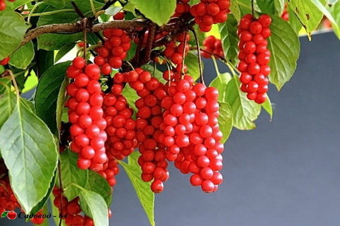 limonnik-kitaiskyi