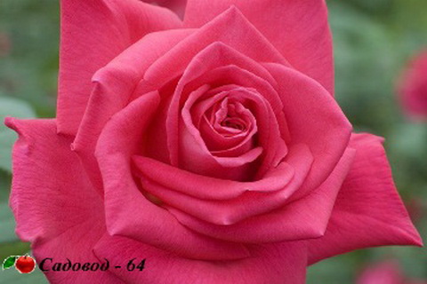 lolita_lempicka