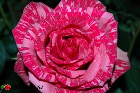 pinc_intuition