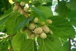 shelkovica3