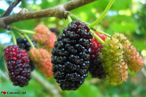 shelkovica2