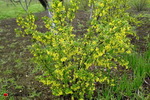smorodina-zolotistaya-kust