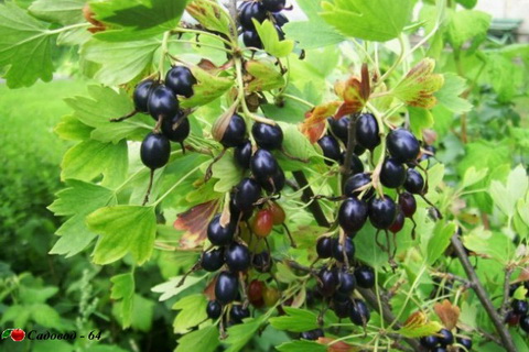 smorodina-zolotistaya-yagoda