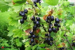 smorodina-zolotistaya-yagoda