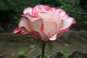 svitnes3