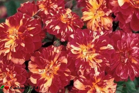 rosier-bigoudi-r-meiflizet