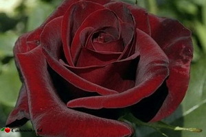 black_magic