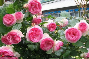 aden_rose