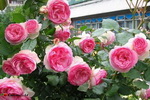 aden_rose