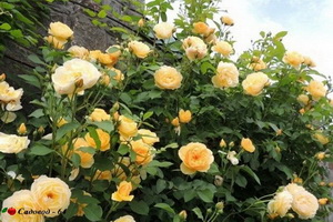 grehem_thomas4