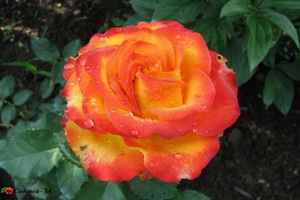 hight_sousaty